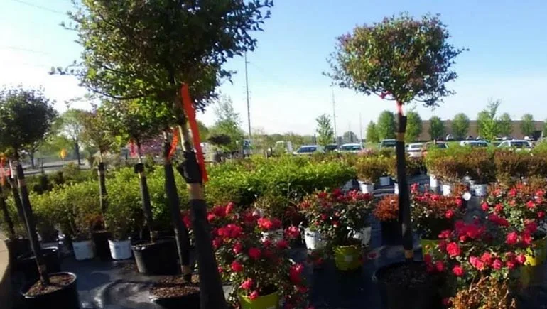 Our garden center plants and shrubs.
