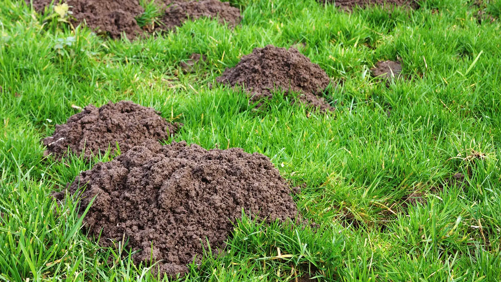 Home lawn being aerated in Des Moines, IA.