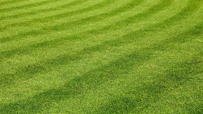 Freshly mowed home lawn with mowing stripes in Des Moines, IA.