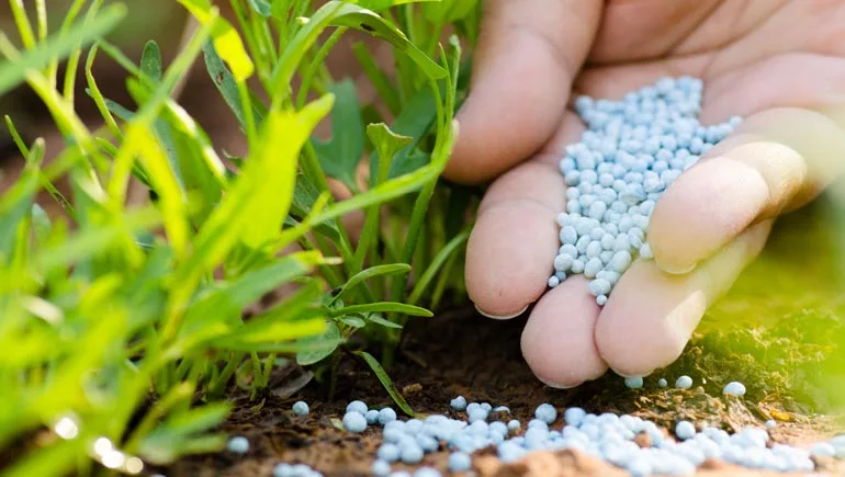 Lawn technician fertilizing a lawn with an organic fertilizer blend.