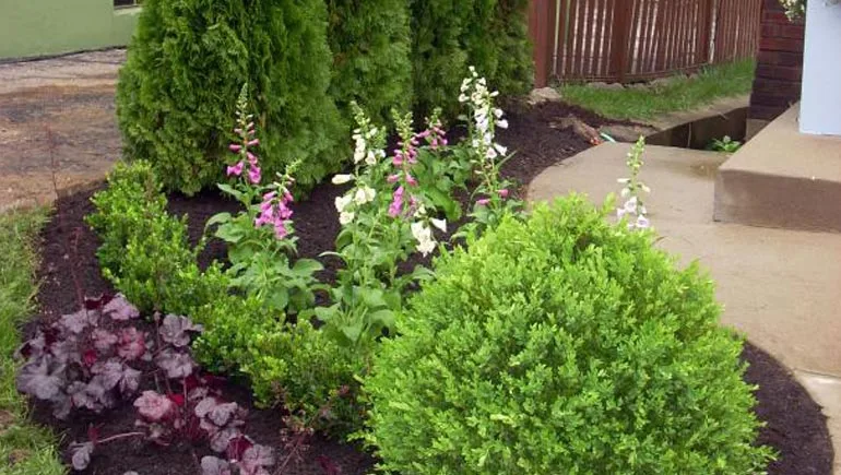 Recently designed and installed softscape at a home in Johnston, Iowa.