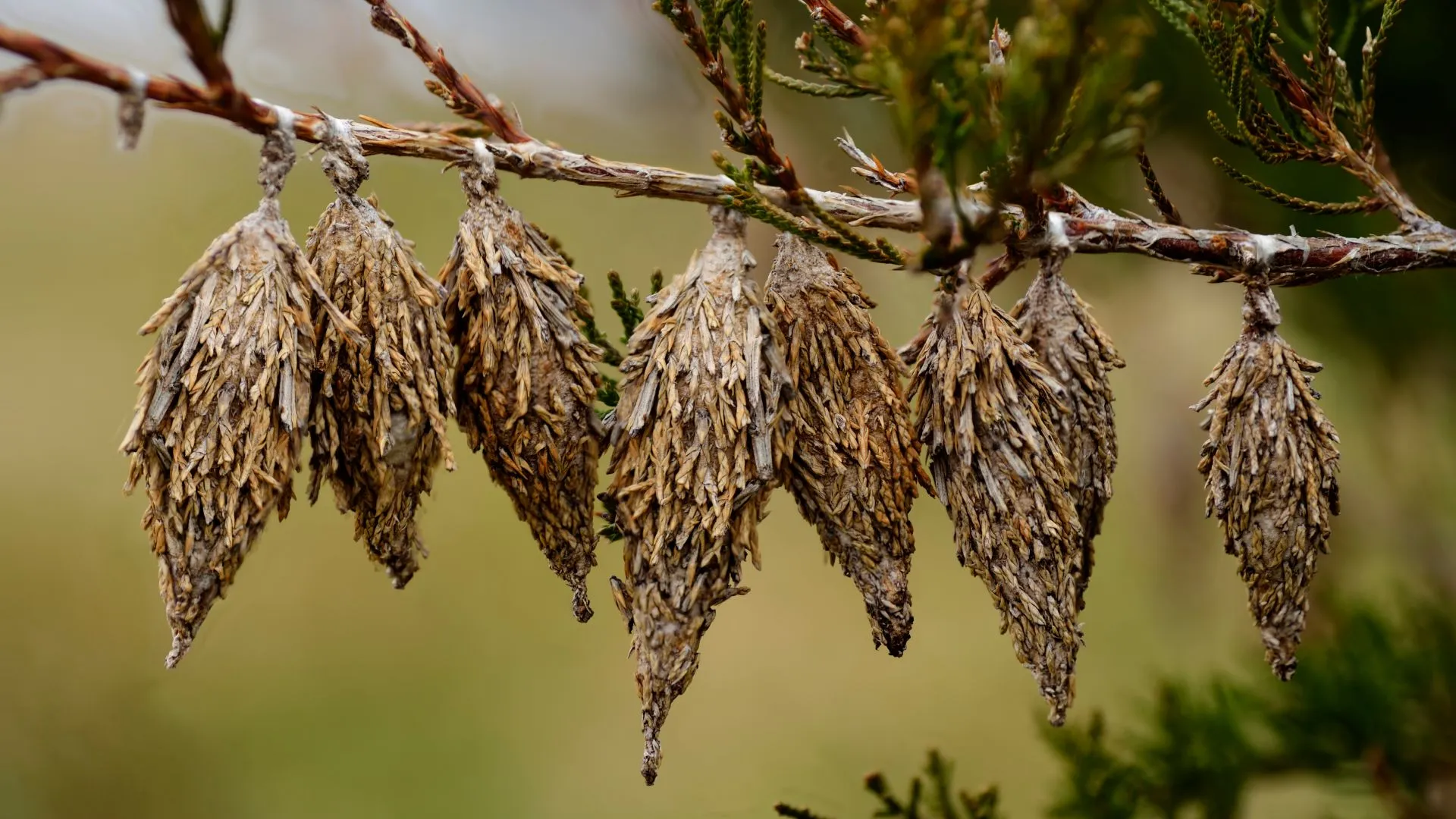 Bagworm infestation found on a branch in Des Moines, IA.