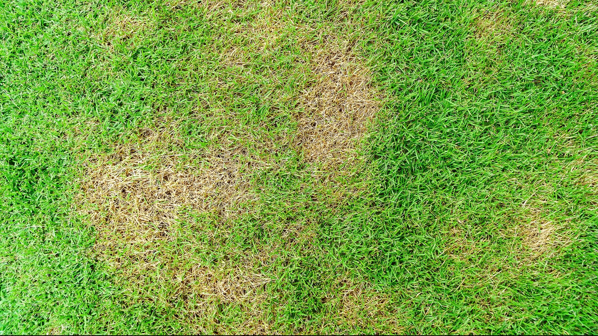 Close up on brown patches on a potential client's lawn in Norwalk, IA.