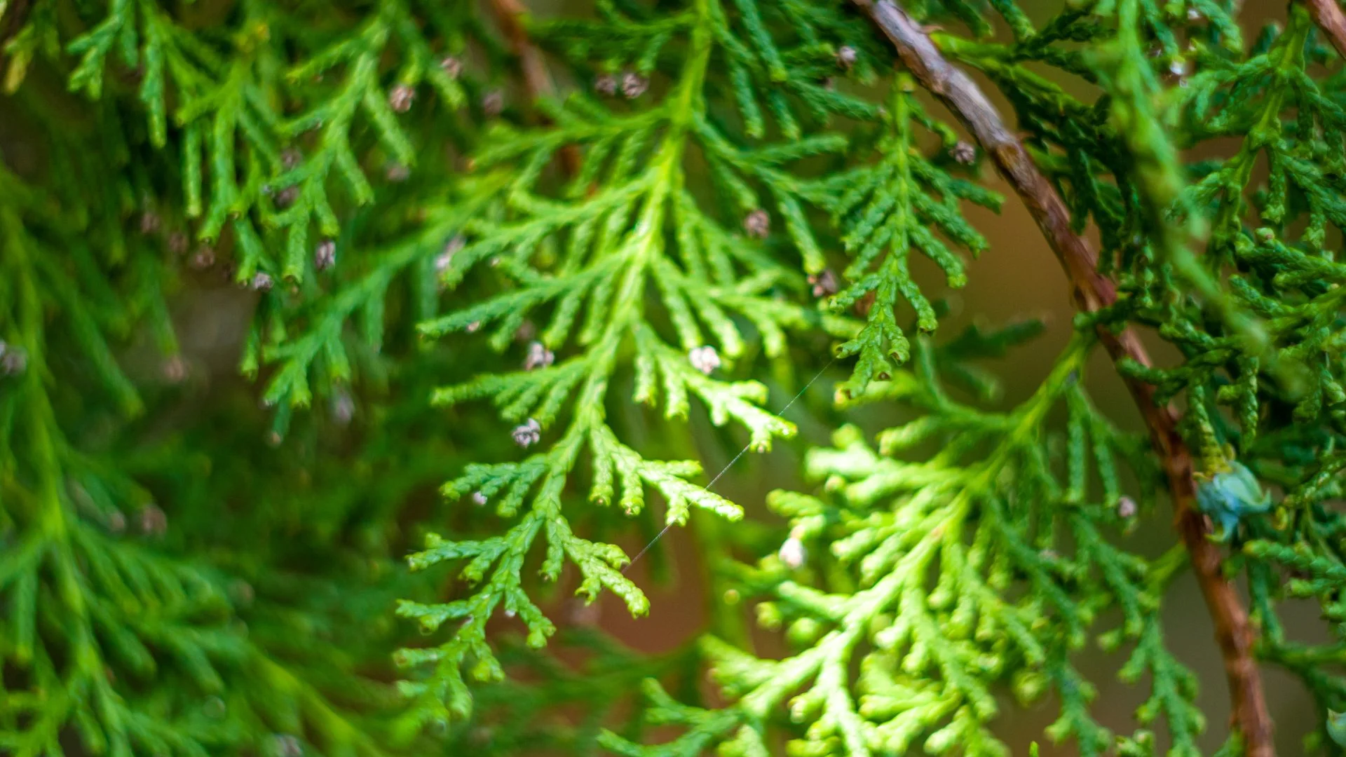 Cedar tree in Des Moines, IA.