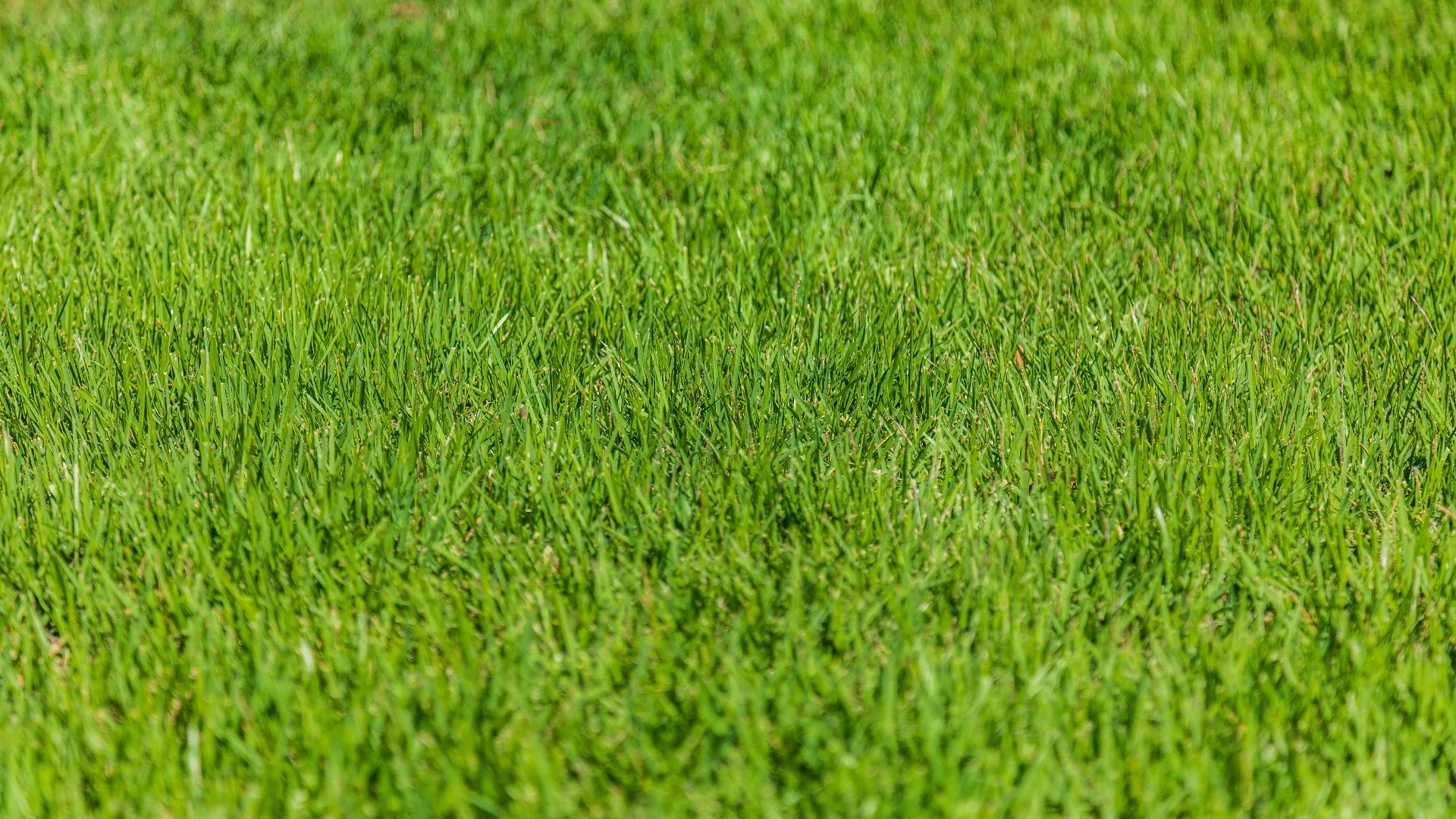 Should You Wait to Fertilize Your Lawn Until After It Rains?