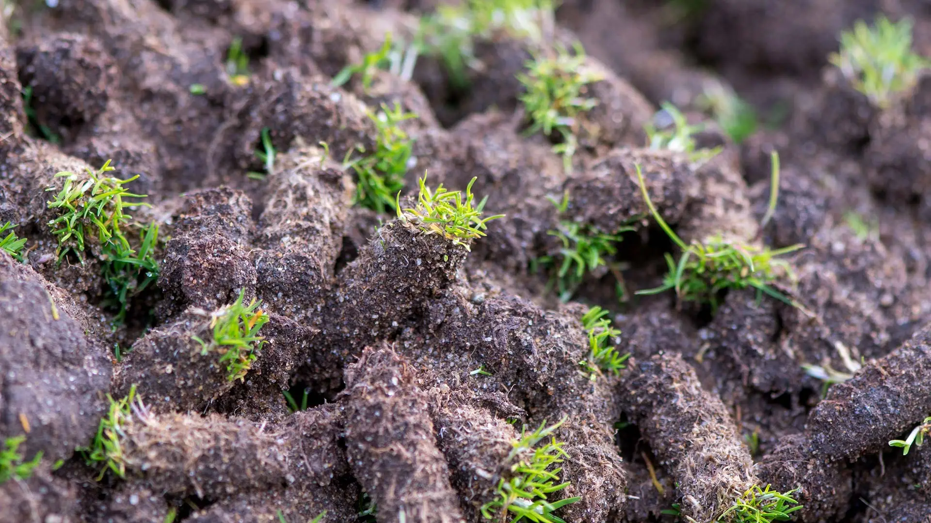 Close up on a pile of aerated cores by a home in Pleasant Hill, IA.