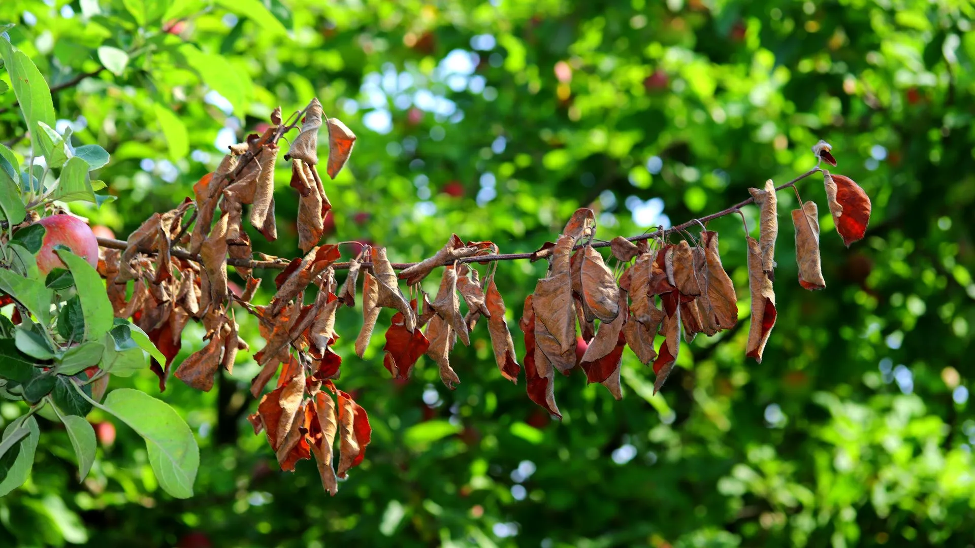 Fire Blight tree disease found on client's property in Pleasant Hill, IA.