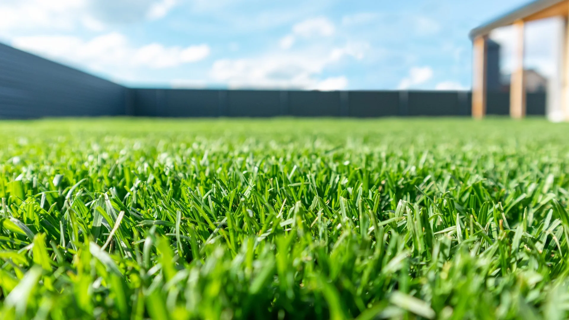 Should You Water in Fertilizer Treatments?