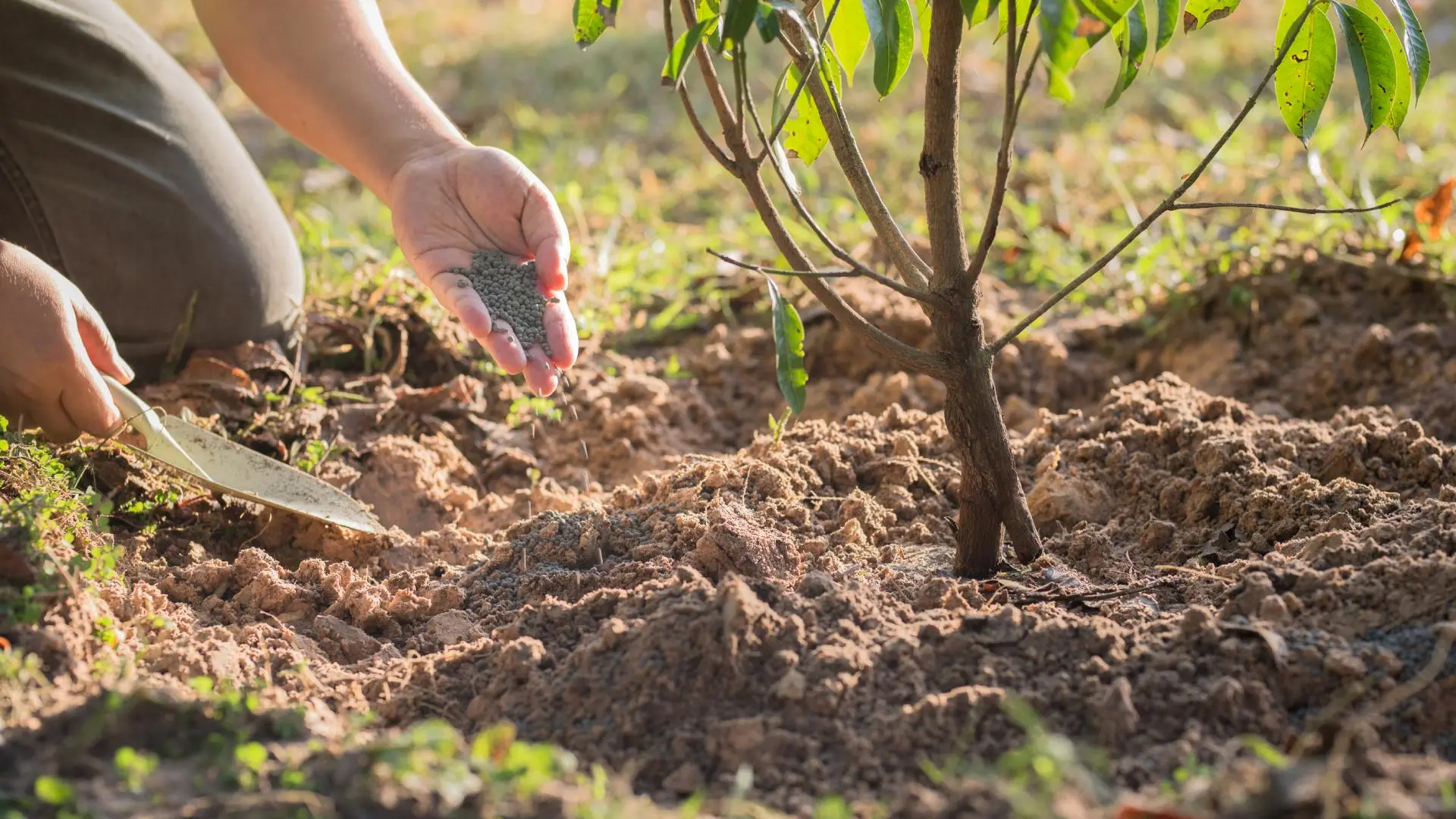 Shrub fertilizer being applied by professional in Des Moines, IA.