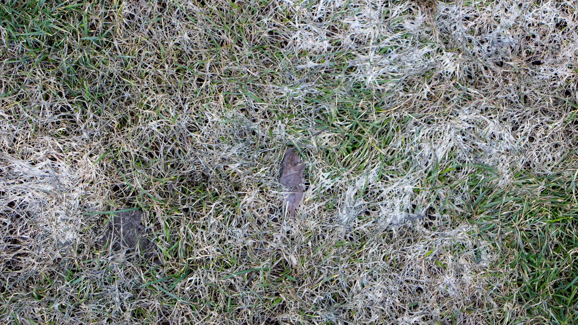 Close up on a snow molded lawn by a home in Waukee, IA.