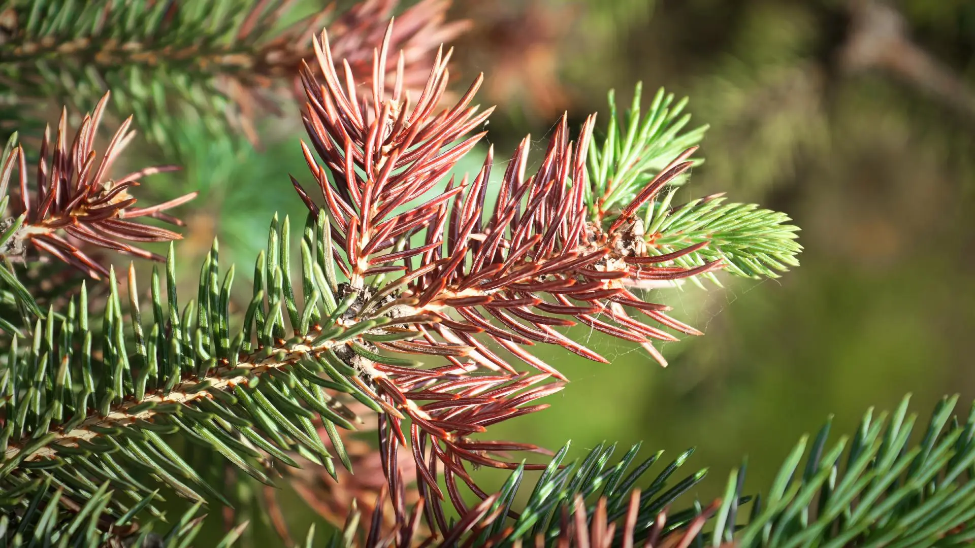 Spruce needle cast found on client's pine tree in Urbandale, IA.