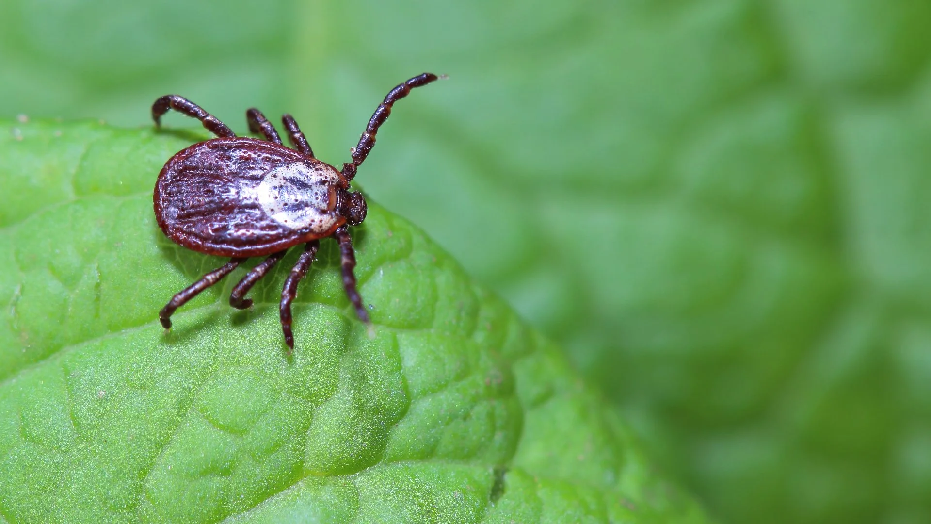 Take These Precautions to Stay Safe From Ticks