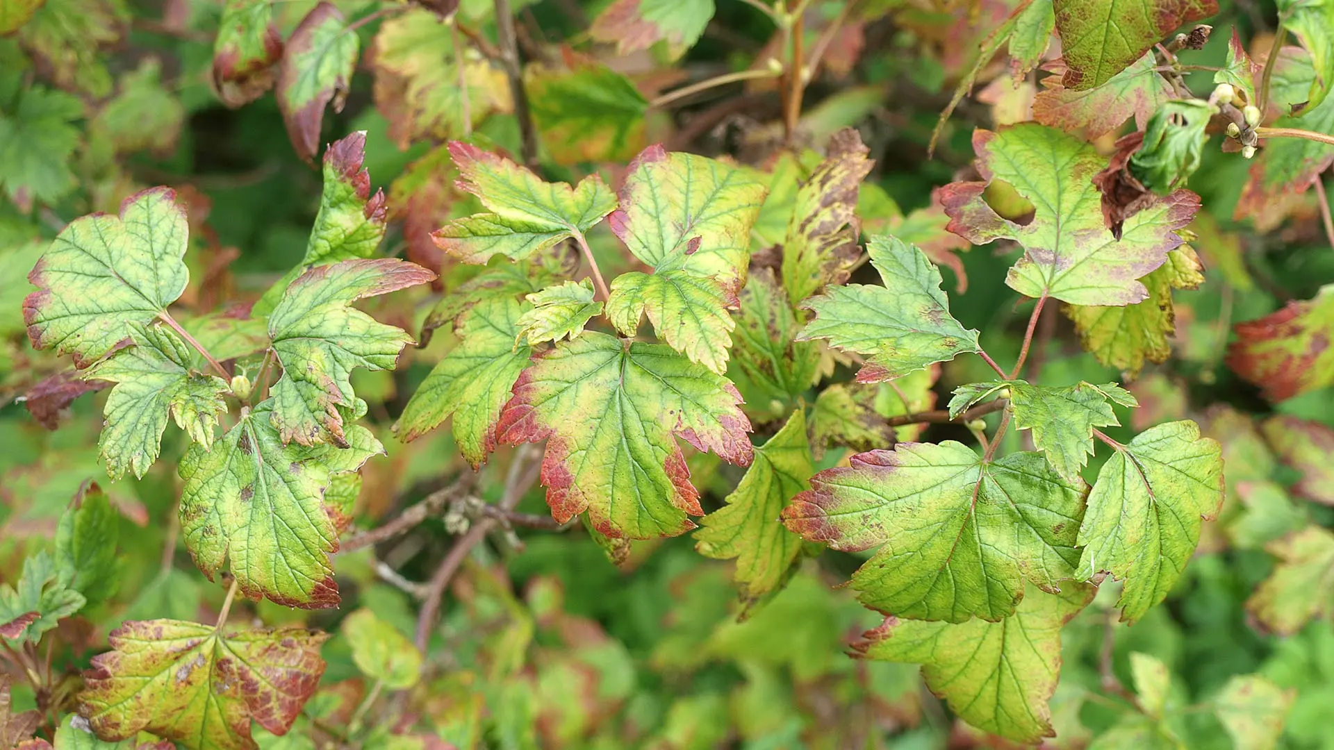 Close up on a leaves infected with iron chlorosis in Waukee, IA.