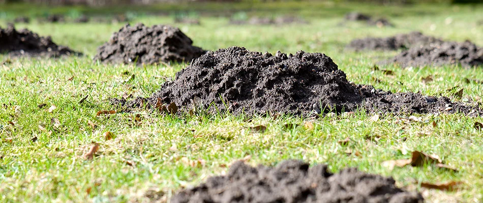 Piles of dirt on a lawn caused by moles in West Des Moines, IA.