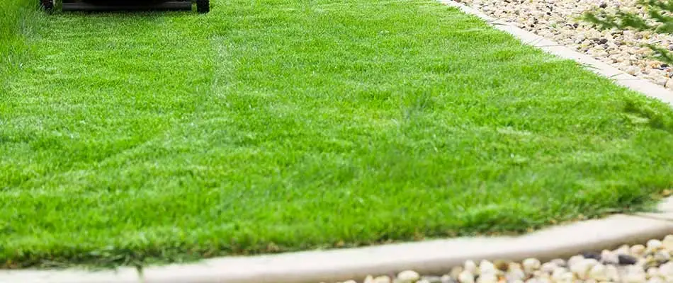 Freshly cut grass on a residential yard in West Des Moines, IA.