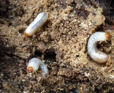 Grubs destroy the turfgrass of property owners in West Des Moines by eating the roots.