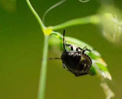 In order to avoid insect infestations it is vital to schedule insect control services from A+ Lawn & Landscape.