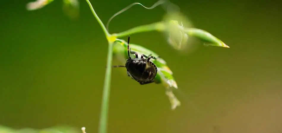 West Des Moines lawns that use the organic program from A+ Lawn & Landscape develop a greater insect resistance.