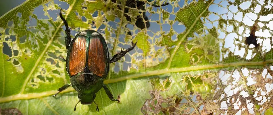 A Japanese beetle on a half eaten leaf in West Des Moines, IA.