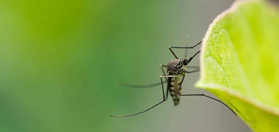 A mosquito on a leaf by a home in West Des Moines, IA.