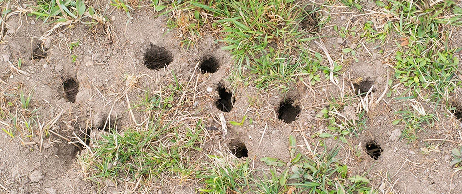 Rodent holes on a lawn in West Des Moines, IA.