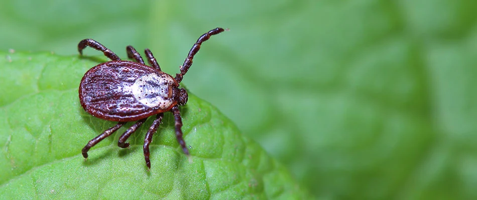 A tick on a leaf in West Des Moines, IA.