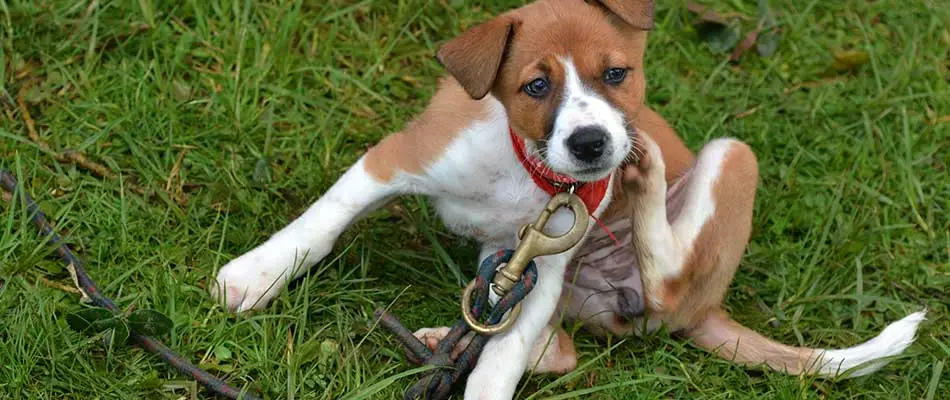 A photo of a young puppy scratching for fleas in a West Des Moines, IA yard.