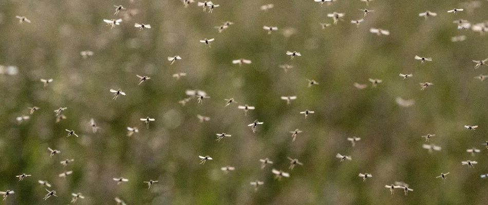 Mosquitoes flying through the air on a property in Lakewood, IA.