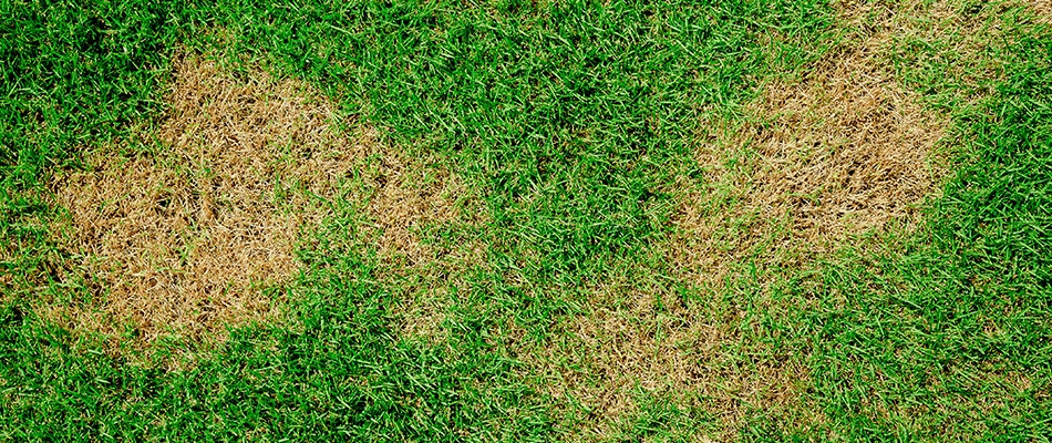Brown patches on our potential client's lawn in Grimes, IA.