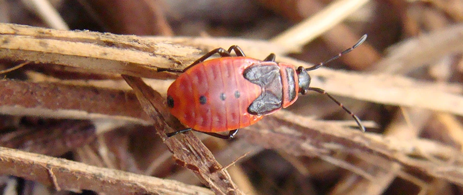 Close up on a chinch bug on some sticks in Polk City, IA.