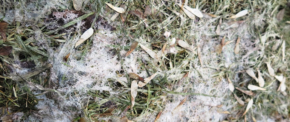 Close up on snow mold on a lawn that needs treatment in Altoona, IA.