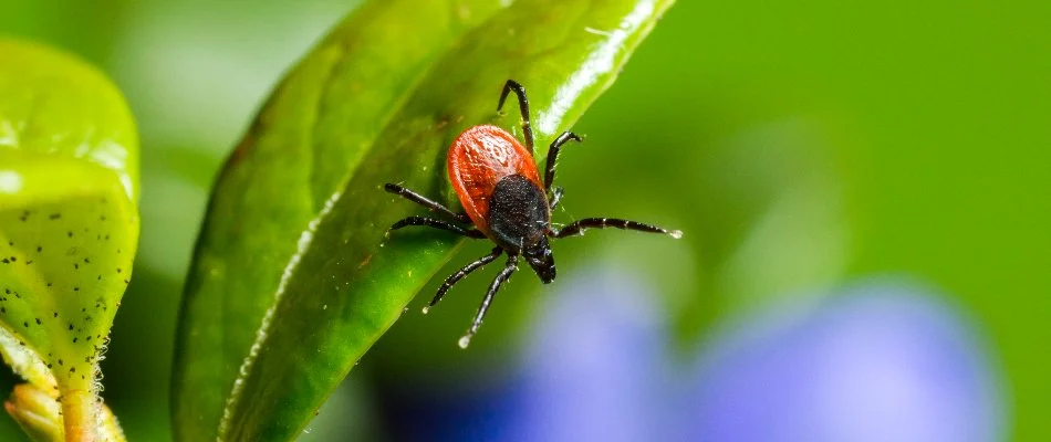 Deer tick on a plant leaf in Prairie City, IA.