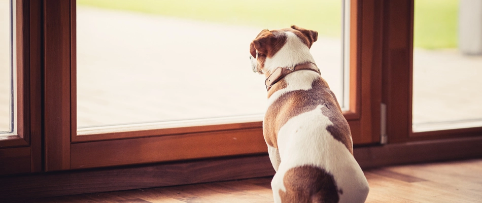 Homeowner's pet sitting by door waiting patiently for lawn treatment to safely dry in Clive, IA.