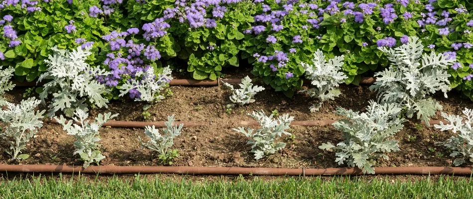 Drip irrigation system on a landscape bed in Prairie City, IA.