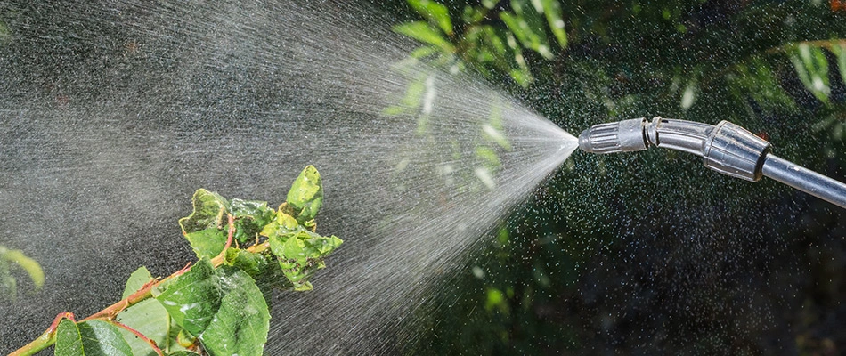 Our specialist spraying foliage to treat iron chlorosis in Carlisle, IA.