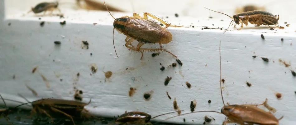 Pond near a paver walkway in Des Moines, IA.