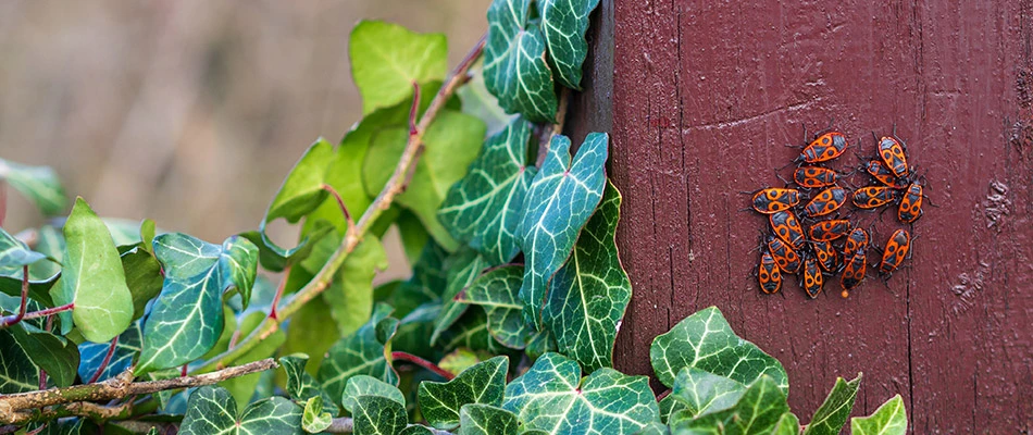 A group of chinch bugs on a fence pole by our potential client's home in Pleasant Hill, IA.