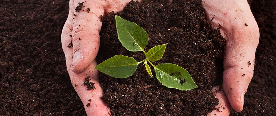 Our landscaper holding a handful of soil in Des Moines, IA.