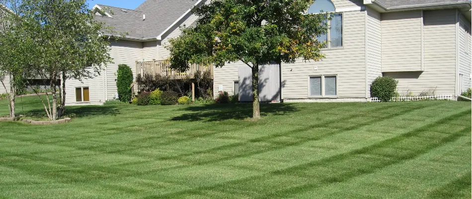 Manicured lawn with tree on a property in Lakewood, IA.