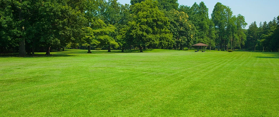 A healthy green lawn due to regular lime treatments in Pleasant Hill, IA.