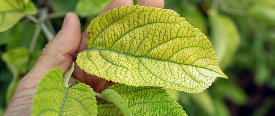 Our specialist examining a leaf infected with iron chlorosis in Windsor Heights, IA.