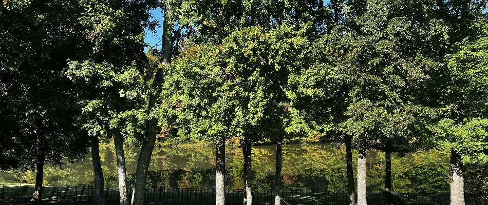 Lush, green trees along a river in Prairie City, IA.