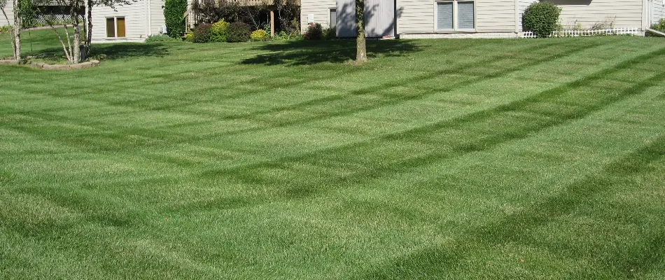 Lush, healthy grass in Marquisville, IA, with striping and a tree.