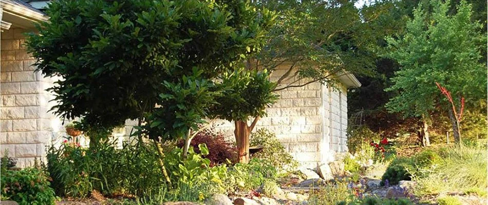 Lush, small trees on a property in Cumming, IA.
