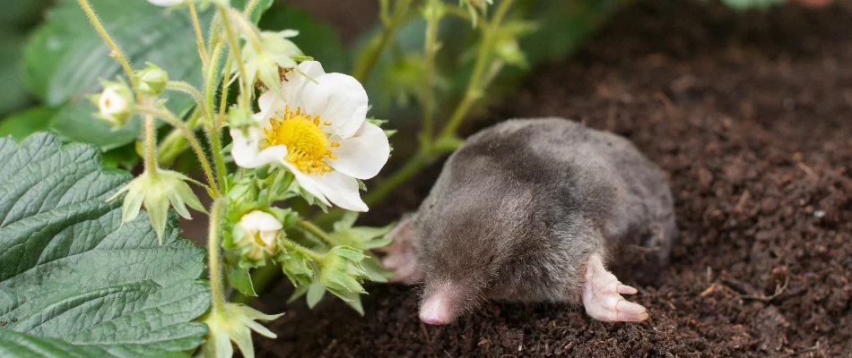 Mole on the ground near a flower in Cumming, IA.
