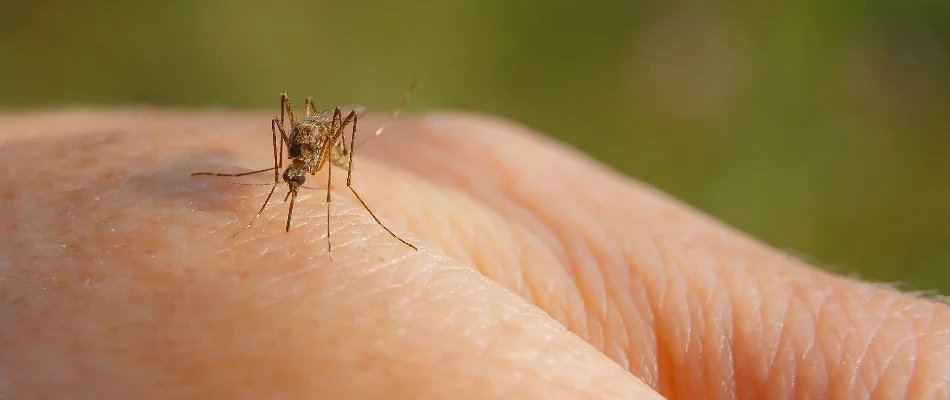 Mosquito biting a bare hand in Marquisville, IA.