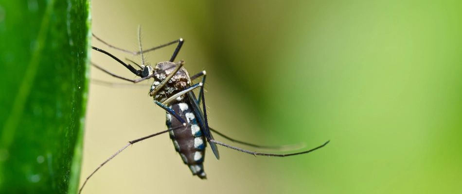 A mosquito found on a leaf in Lovington, IA.