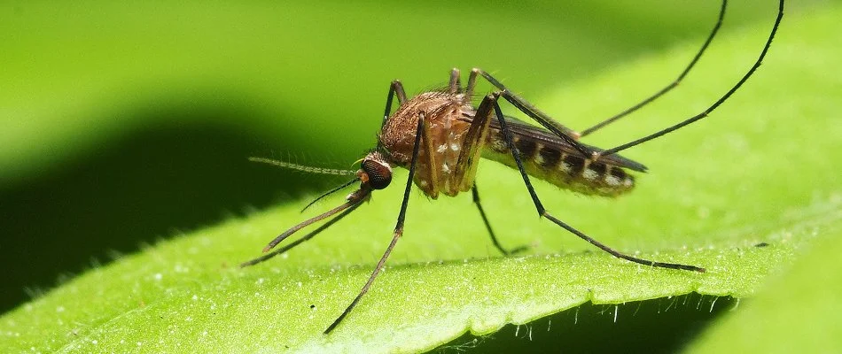 Mosquito resting on a green leaf in Greater Southside, IA.