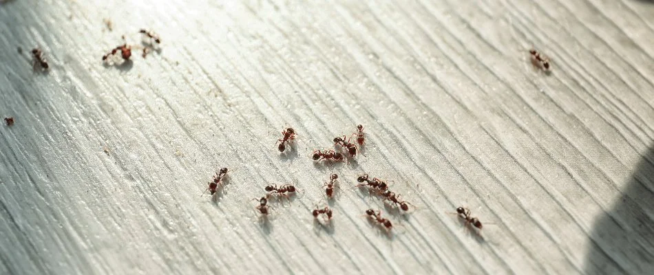 Multiple ants on plank flooring in Capitol Heights, IA.