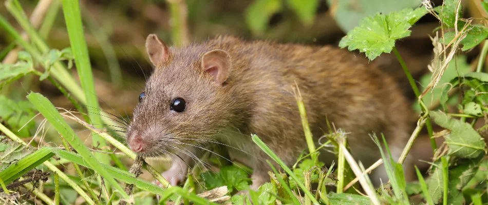 Plants around a brown rat in Des Moines, IA.